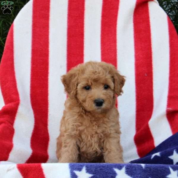 Alvina, Morkie-Poo Puppy